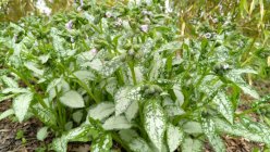 Pulmonaria 'Moonshine' Медуница